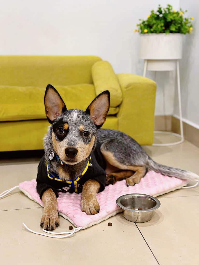 Маленький австралійський хілер лежить на рожевому килимку поруч з зеленим диваном та мискою з кормом