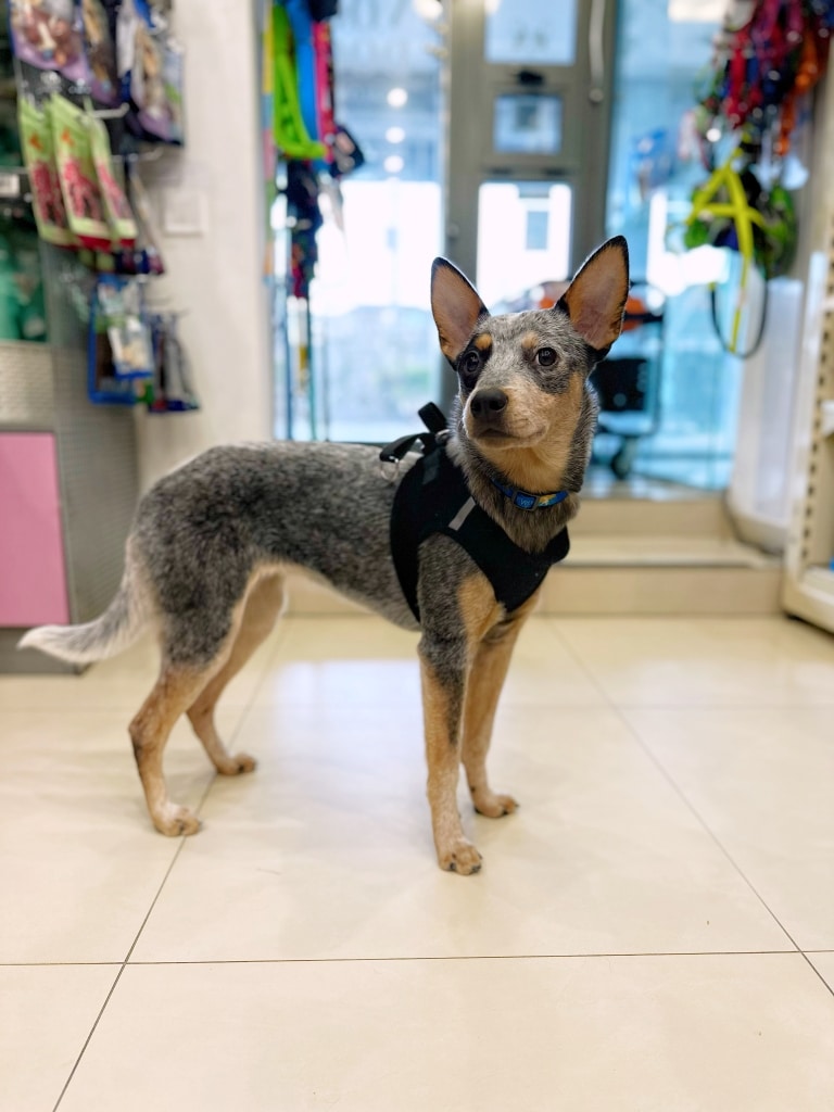 Молодий австралійський хілер в чорній шлейці стоїть посеред магазину зі смаколиками для собак