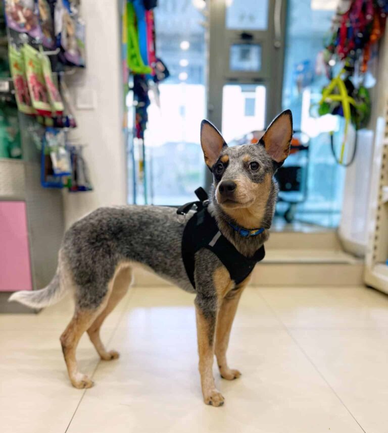 Молодий австралійський хілер в чорній шлейці стоїть посеред магазину зі смаколиками для собак