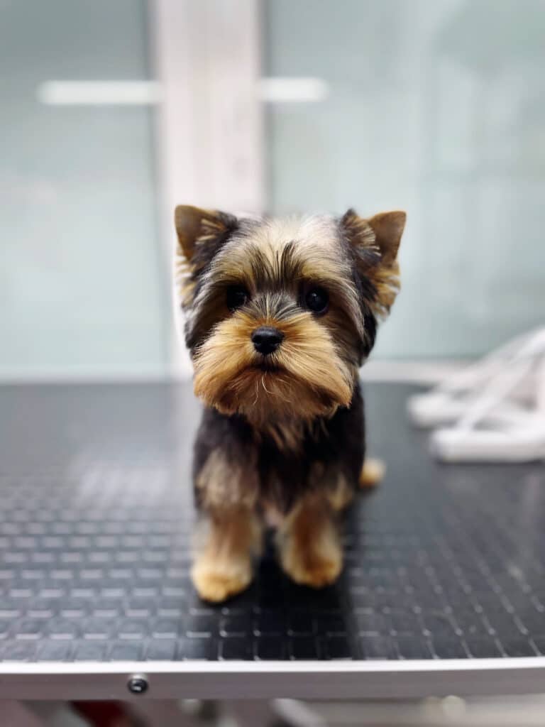 Чорно-коричневий йорк з квадратною мордочкою на чорному столі має забриті кінчики вух