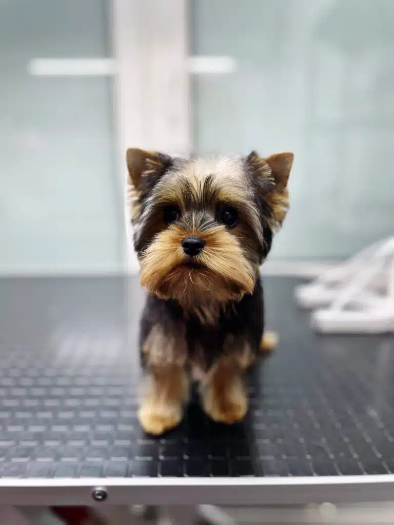 Чорно-коричневий йорк з квадратною мордочкою на чорному столі має забриті кінчики вух