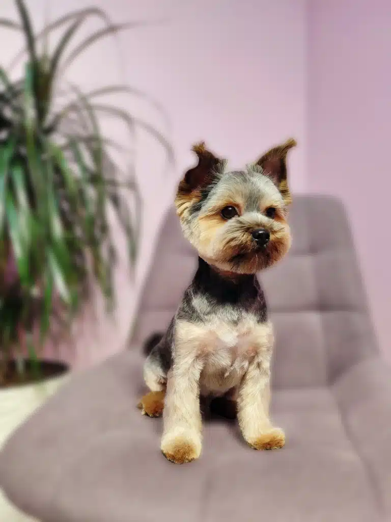 Йорк з круглою мордочкою, який сидить на м'якому стільці біля рослини, має пензлики на вушках