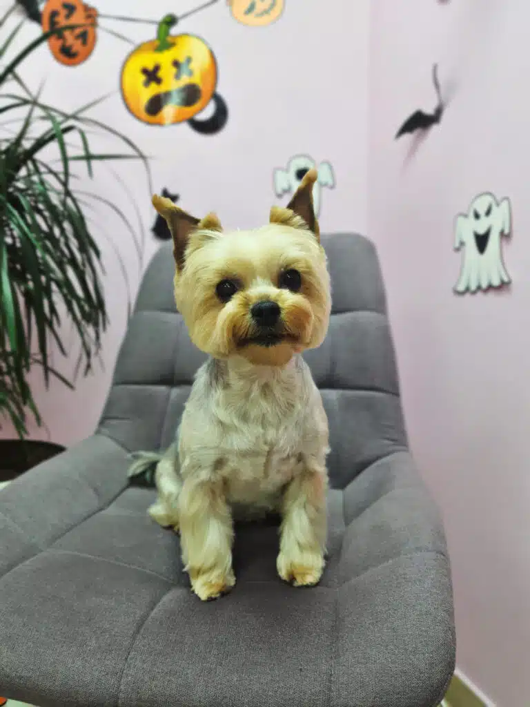 Золотистий йорк сидить на м'якому сірому стільці на фоні рожевої стіни в наліпках до Хелловіну