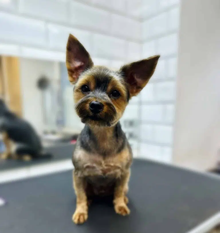 Йорк з короткою стрижкою та великими гострими вушками спокійно стоїть на фоні білої плитки на стінах