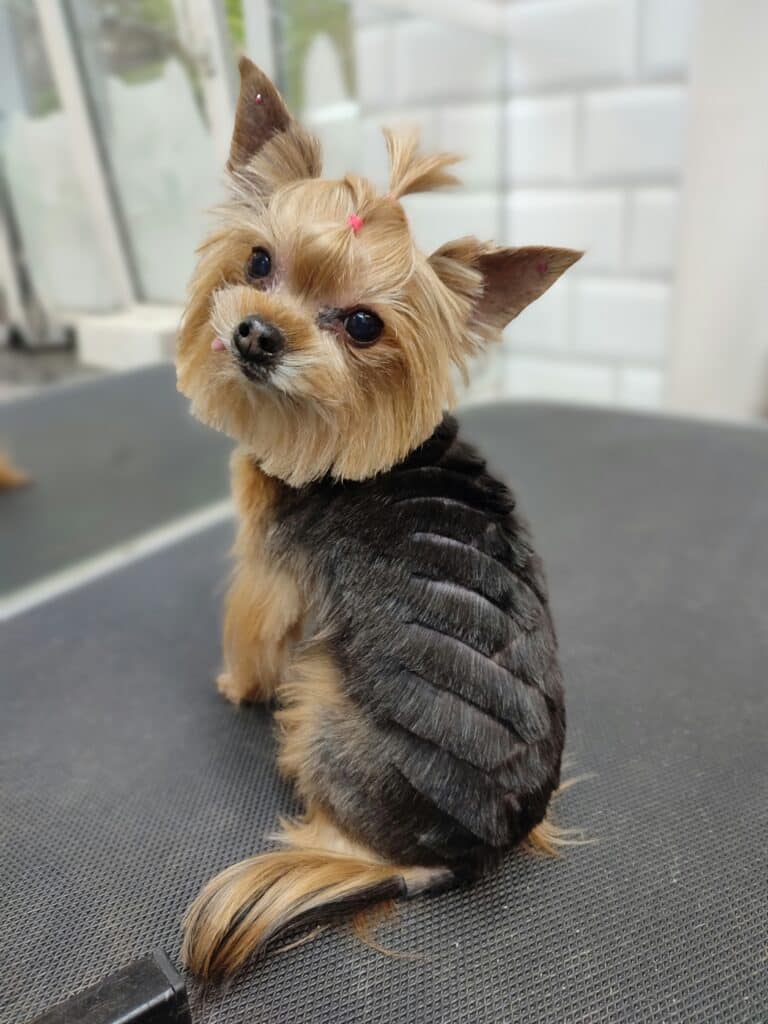 Йорк з чорною спинкою показує вистрижену ялинку на шерсті та світлий топ кнот га голові