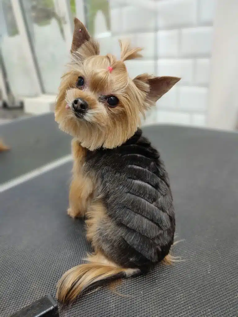 Йорк з чорною спинкою показує вистрижену ялинку на шерсті та світлий топ кнот га голові