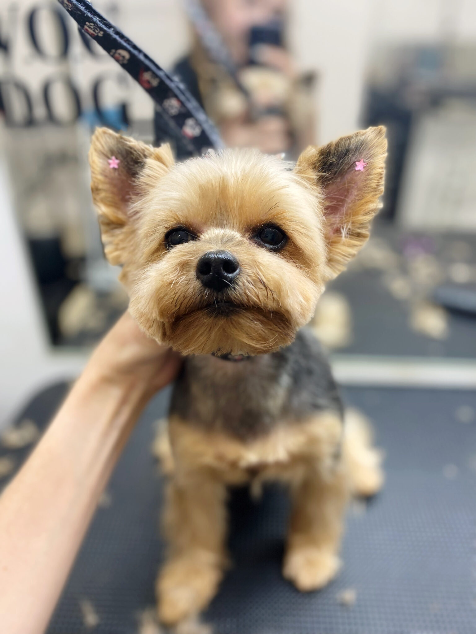 Yorkie haircuts and Yorkie haircuts beauty and health V.O.G DOG