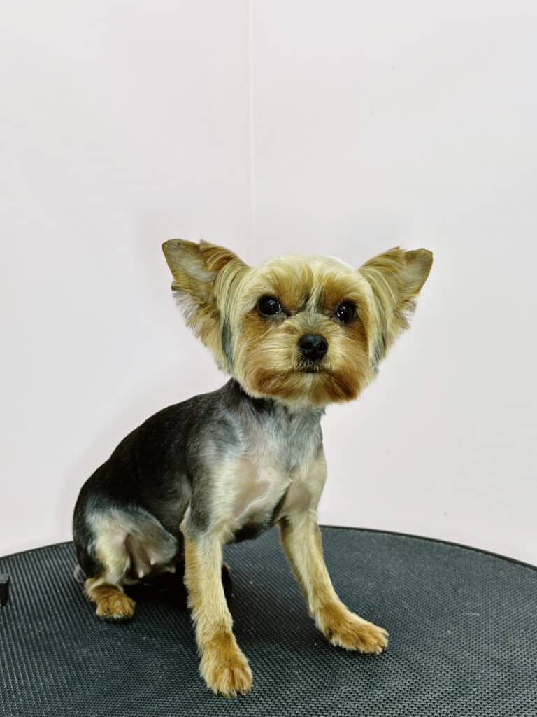 Йорк зі шторками на вушках присів на круглий рельєфний стіл