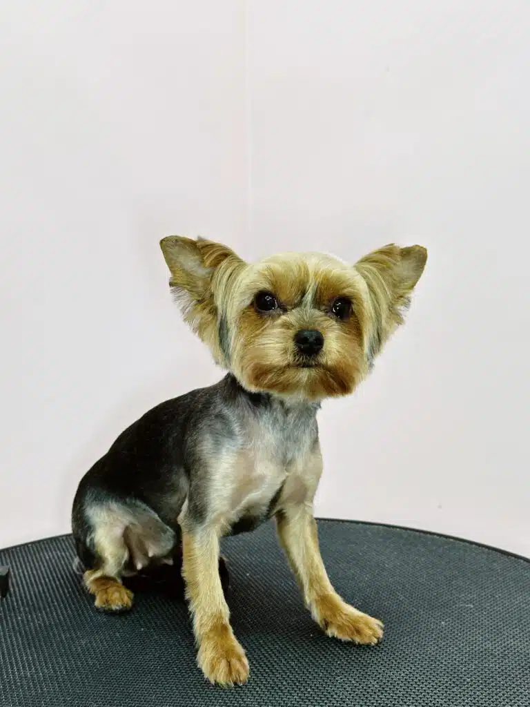 Йорк зі шторками на вушках присів на круглий рельєфний стіл