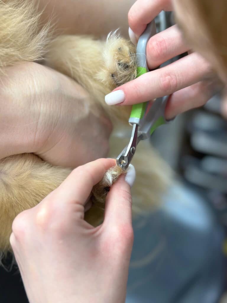 Грумер з білими квадратними нігтями за допомогою зелено-сірих ножиць обрізає кіготь кремового пса