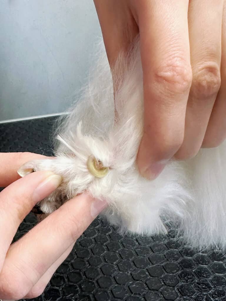 Людські руки демонструють серед білої шерсті великий закручений кіготь собаки