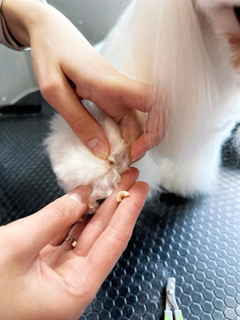 Грумер показує великий обрізаний кіготь білого собаки