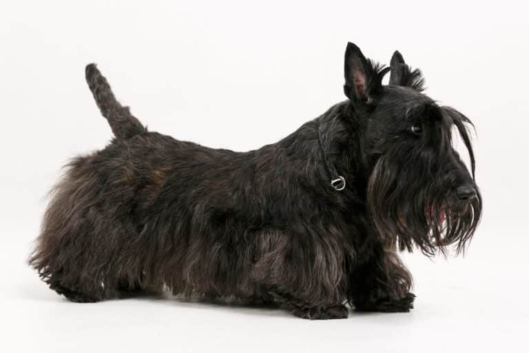 Чорний цверг з забритим хвостиком має довгу шерсть на морді та животі