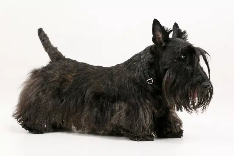 Чорний цверг з забритим хвостиком має довгу шерсть на морді та животі