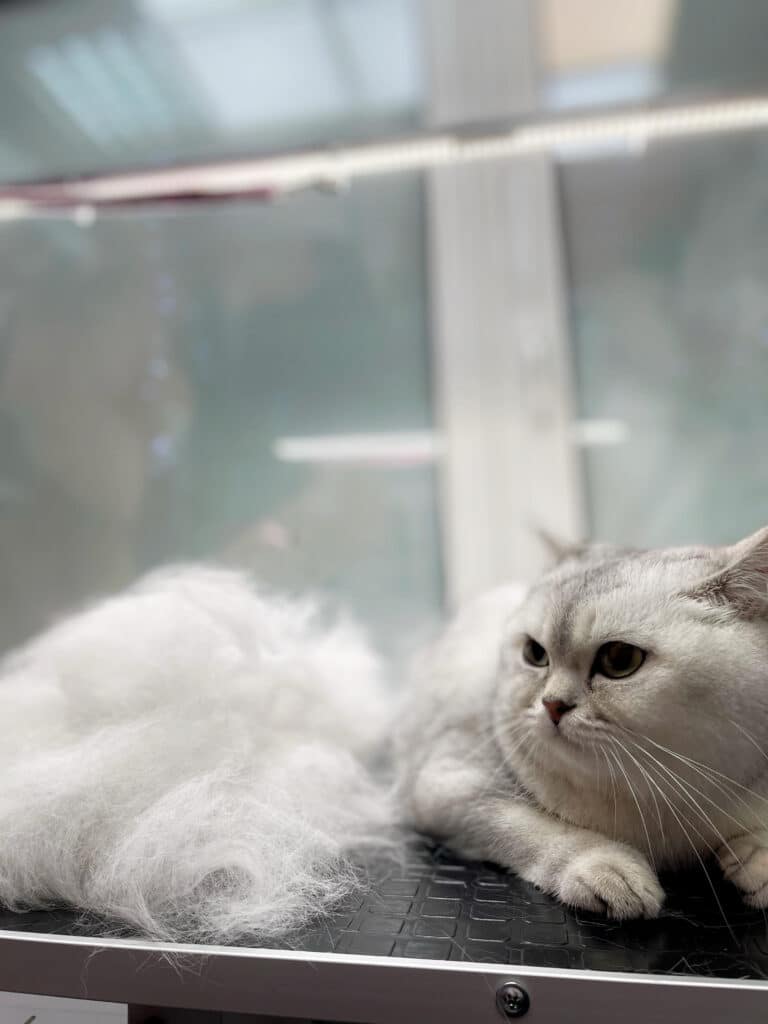 Шиншилова кішка лежить поруч з вичесаним підшерстям під час регулярного грумінгу