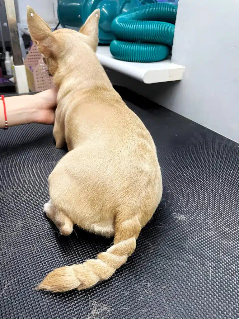 Чихуахуа приліг на чорний стіл після креативної стрижки з використанням стразів