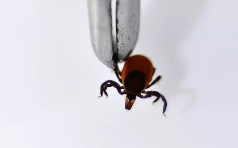 Пінцетом затиснуто лапку кліща