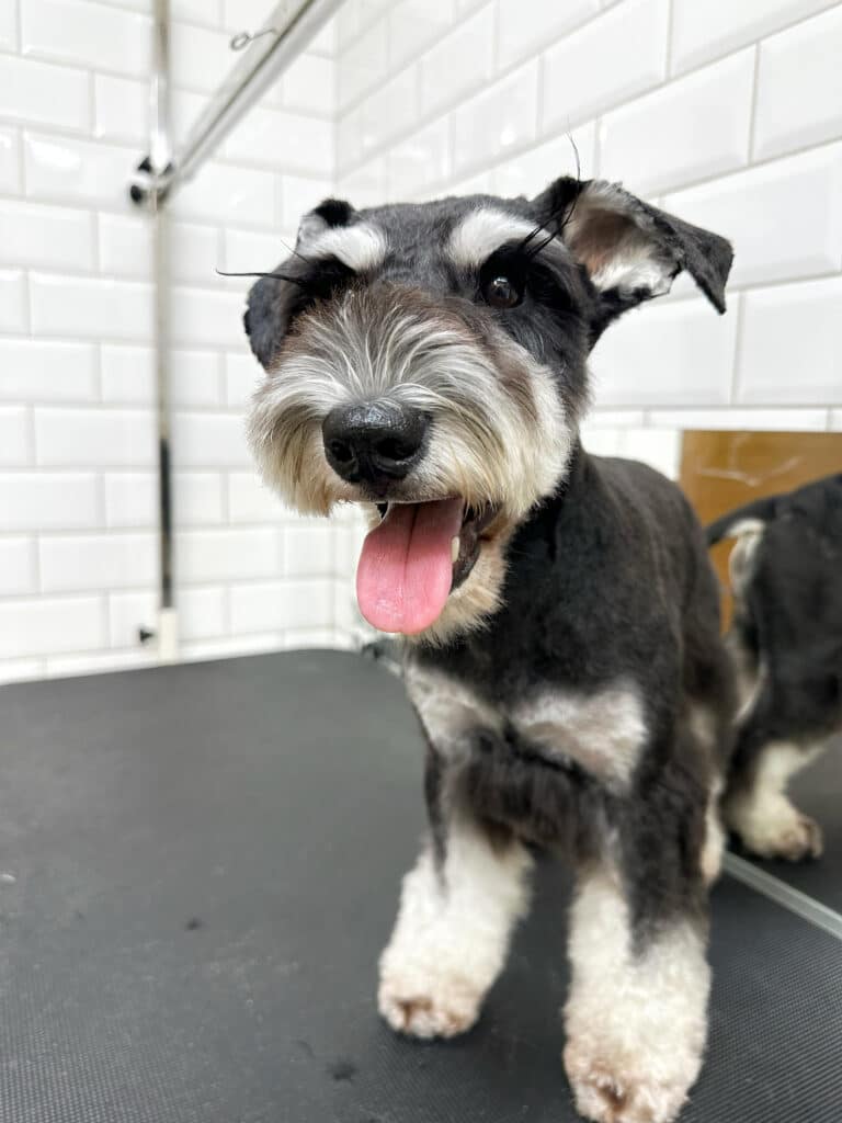 Цвергшнауцер з підстриженими бровами має коротку зачіску, але довгі вії