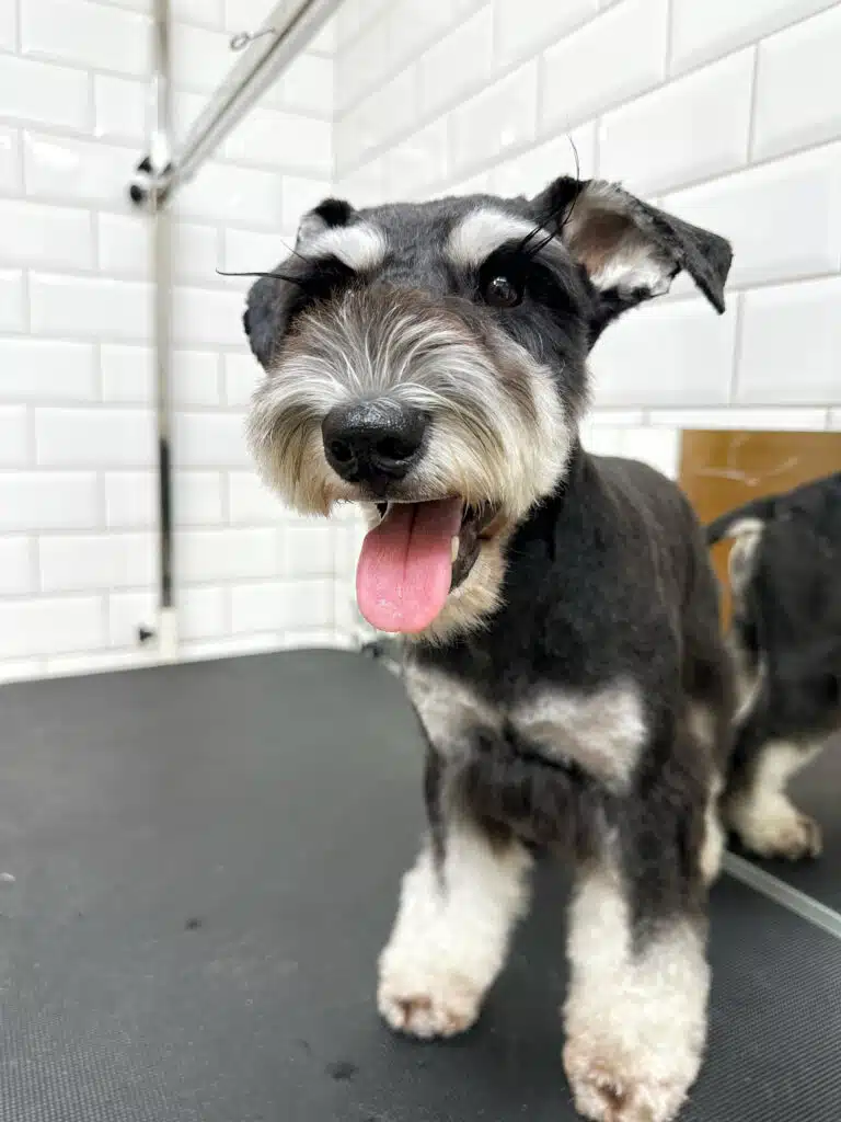 Цвергшнауцер з підстриженими бровами має коротку зачіску, але довгі вії