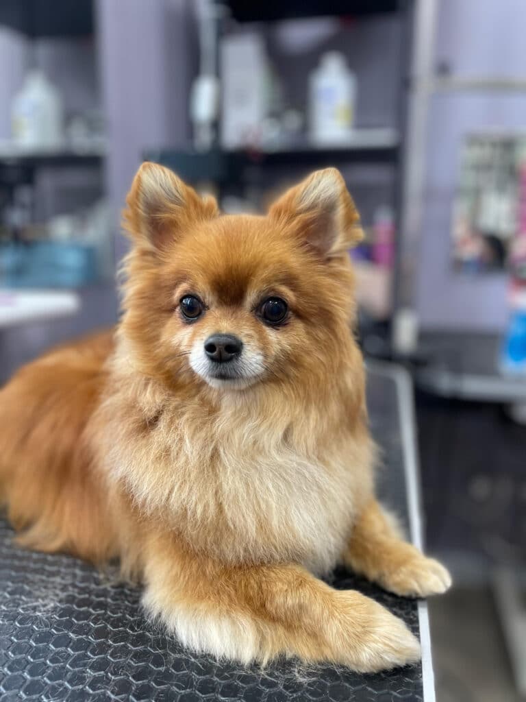 Коричневий пес після стрижки має охайні вушка та шерсть на лапах