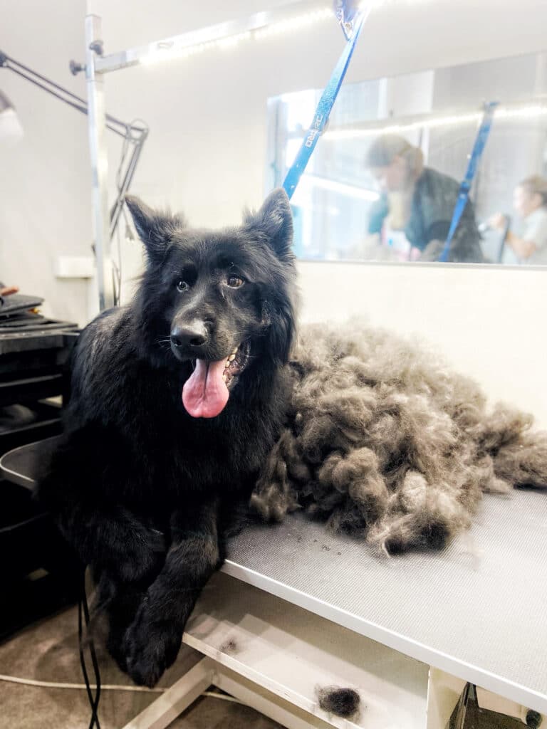 Чорна вівчарка прилягла поряд з купою вичесаного сірого підшерстя після грумінгу