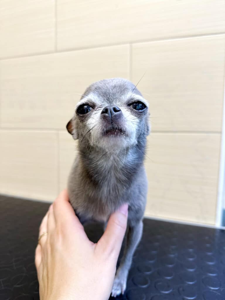 Чих сірого окрасу витягнув мордочку вперед, притиснувши вушка та прикривши очі