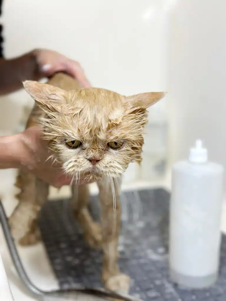 Мокрий бежевий кіт спокійно чекає, поки грумер нанесе шампунь на його шерсть