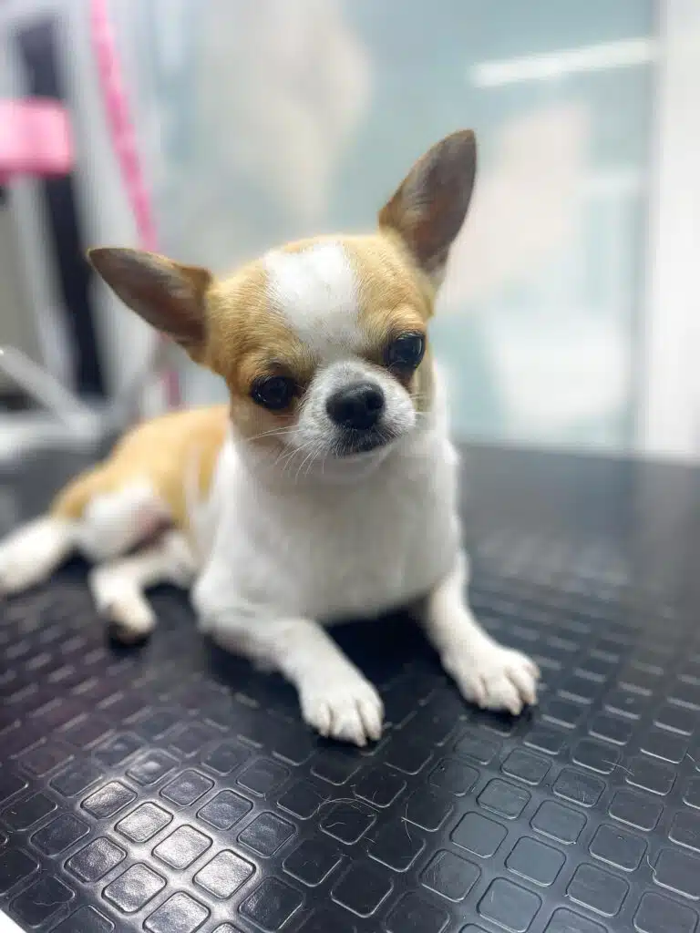 Чихуахуа білого кольору з рудими плямами лежить на блискучому столі під лампою