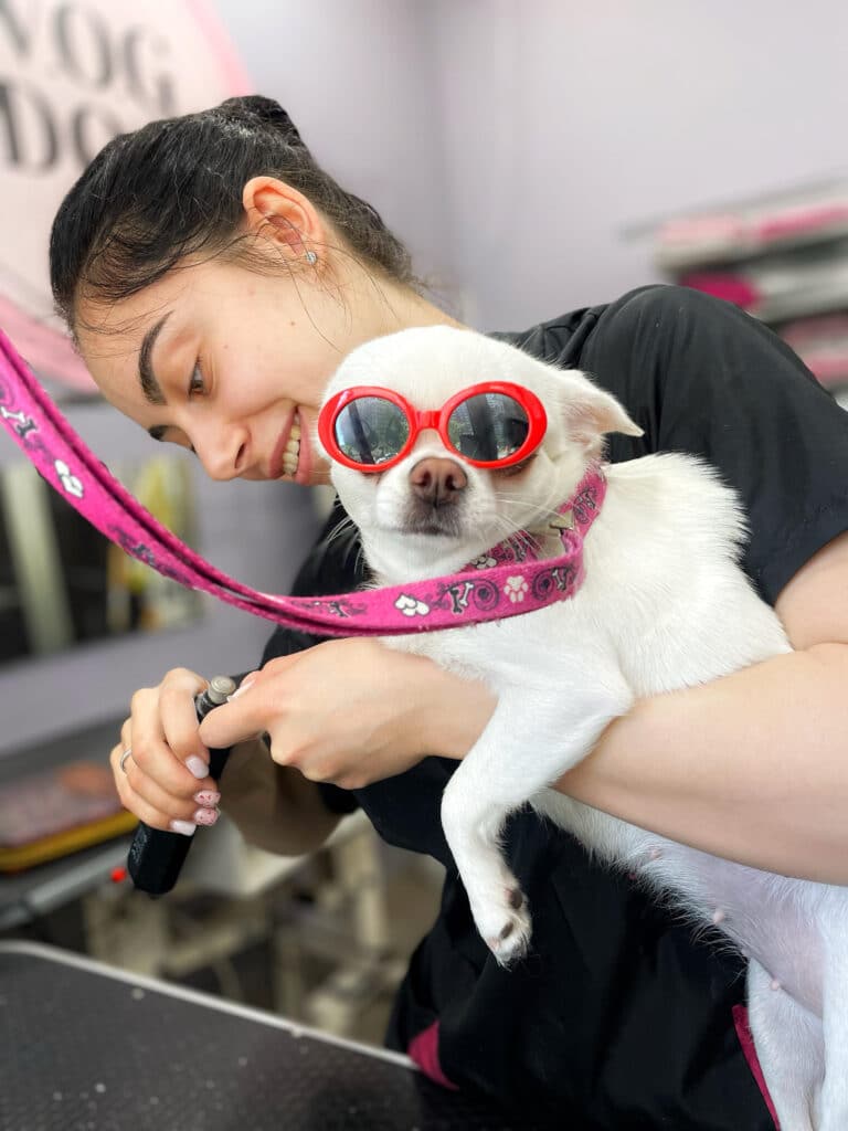 Поки дівчина шліфує кігті чихуахуа, сам пес в червоних окулярах дивиться в інший бік