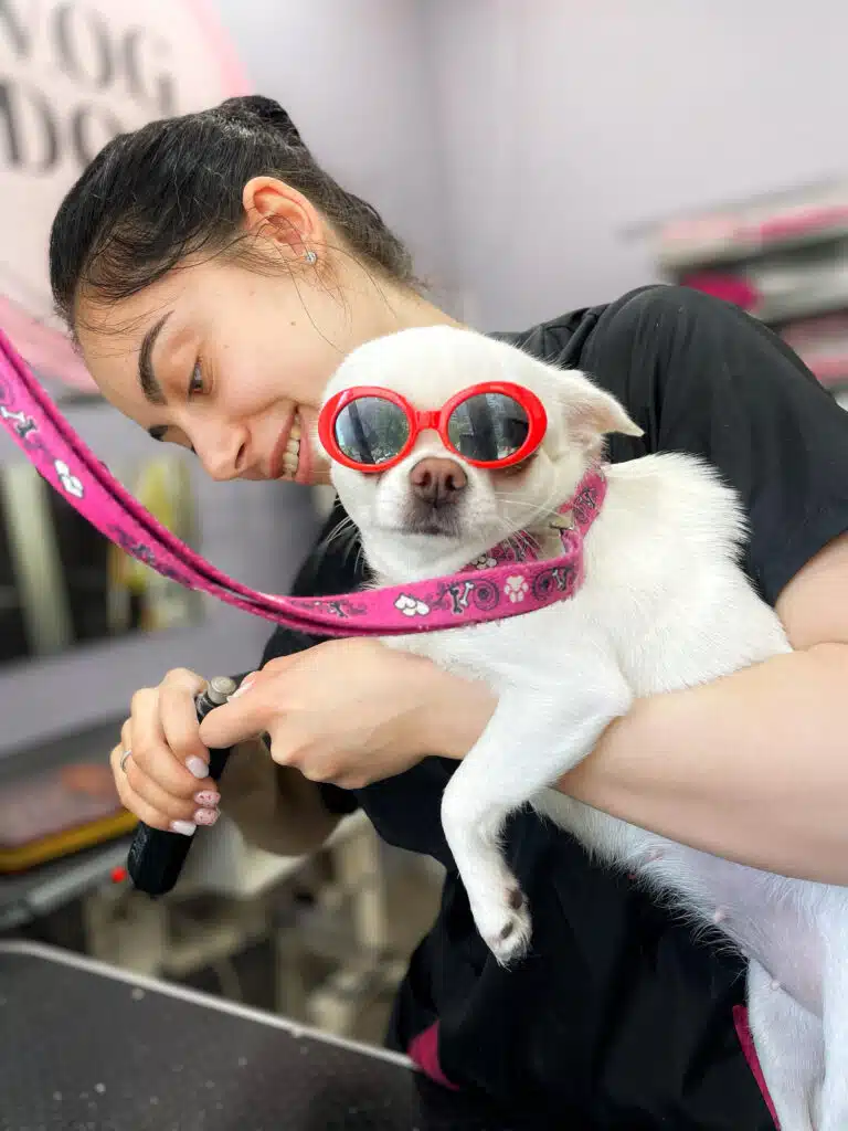 Поки дівчина шліфує кігті чихуахуа, сам пес в червоних окулярах дивиться в інший бік