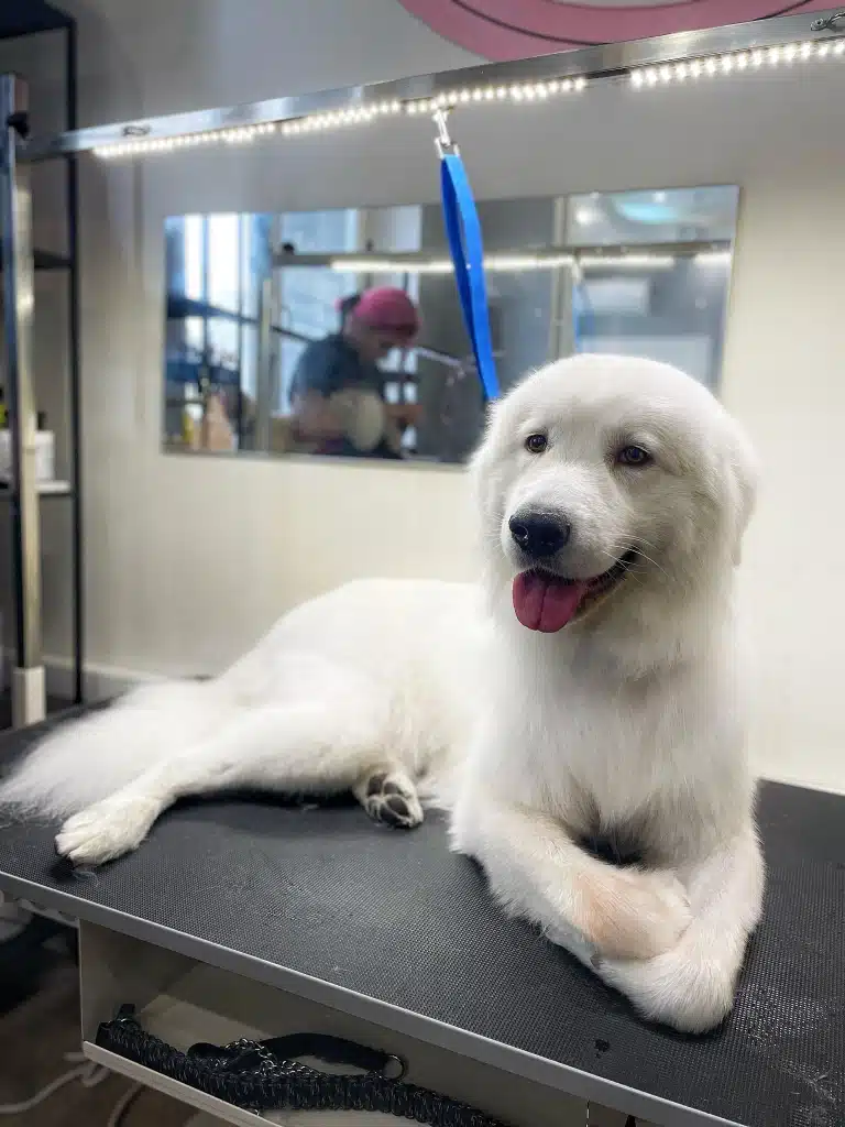 Доглянута біла вівчарка на блакитній ринговці склала передні лапи на грумерському столі