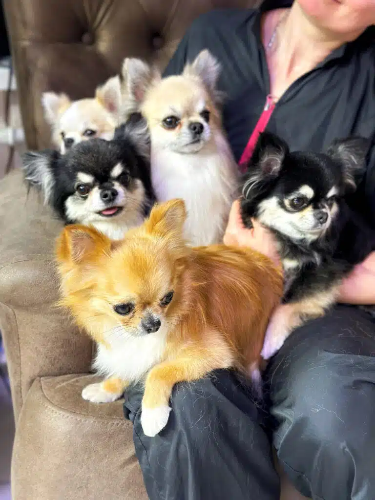 Рудий чих з білою грудкою лежить попереду всіх чихів на руках і дівчини