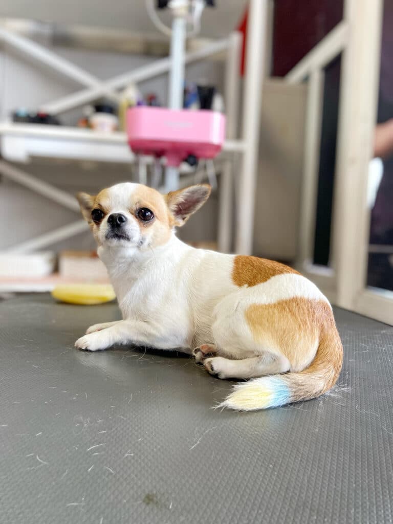 Рудо-білий чих приліг трохи на бік, показуючи блідого жовто-блакитного хвоста