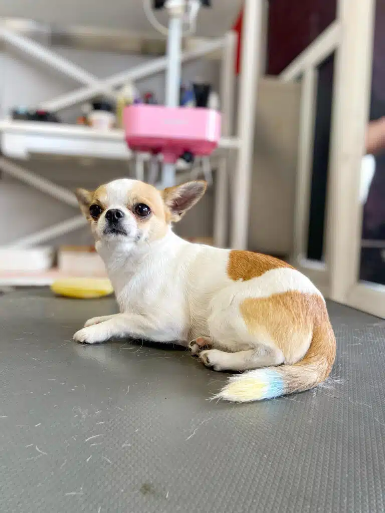 Рудо-білий чих приліг трохи на бік, показуючи блідого жовто-блакитного хвоста