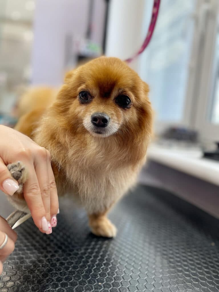 Собака притис вуха під час підстригання шерсті на лапах грумерськими ножицями