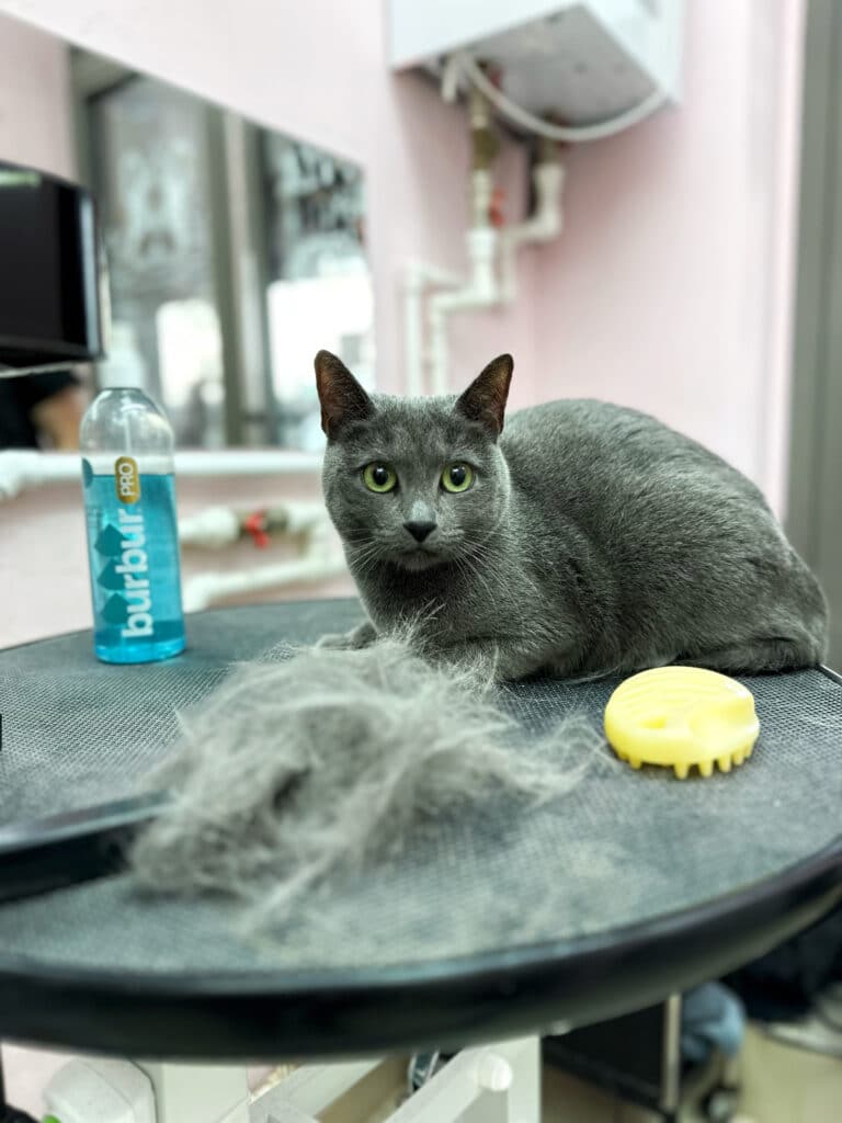 Сірий короткошерстий кіт лежить на круглому столі позаду купи вичесаної шерсті, жовтої силіконової щітки та спрею від ковтунів