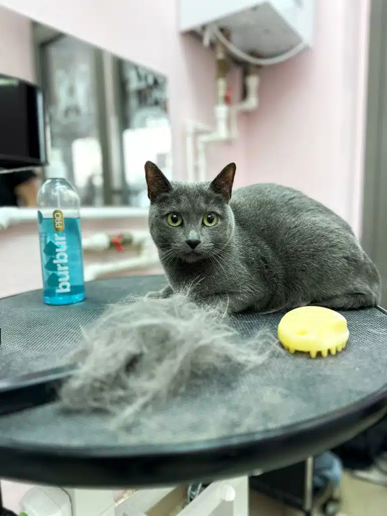 Сірий короткошерстий кіт лежить на круглому столі позаду купи вичесаної шерсті, жовтої силіконової щітки та спрею від ковтунів