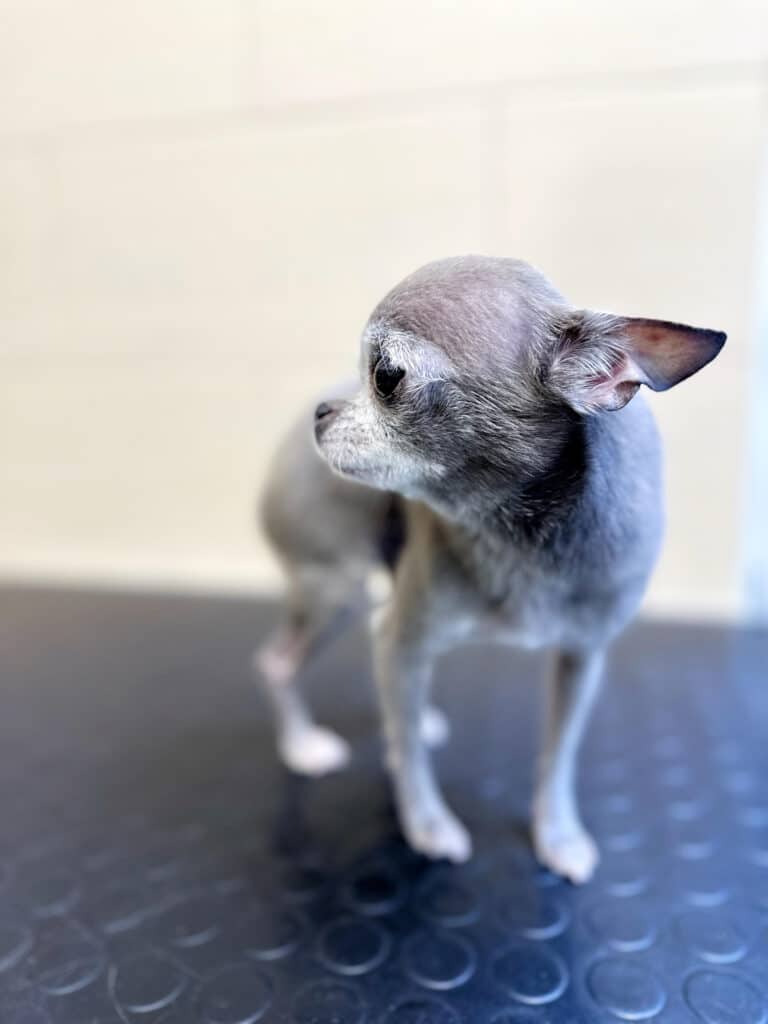 Сірий чих трохи притис вуха, стоячи на столі, наче боїться чогось