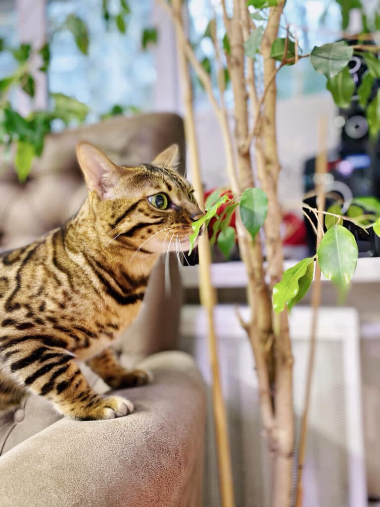 Короткошерстий кіт поклав лапи на крісло та нюхає листя кімнатної рослини