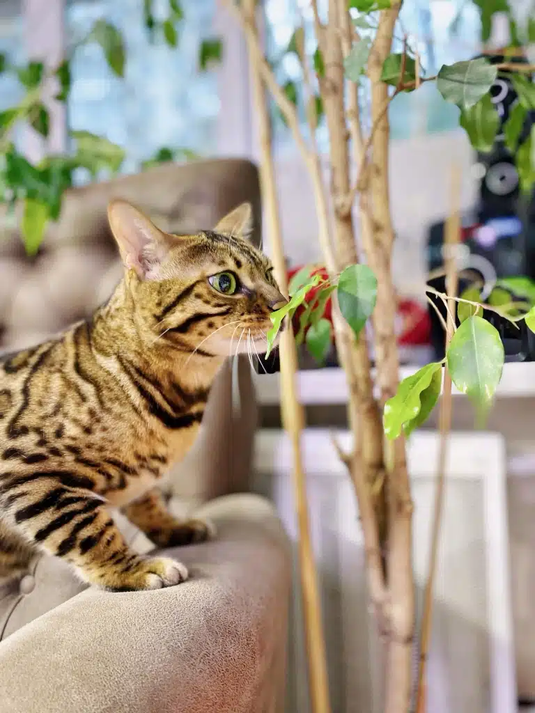 Короткошерстий кіт поклав лапи на крісло та нюхає листя кімнатної рослини