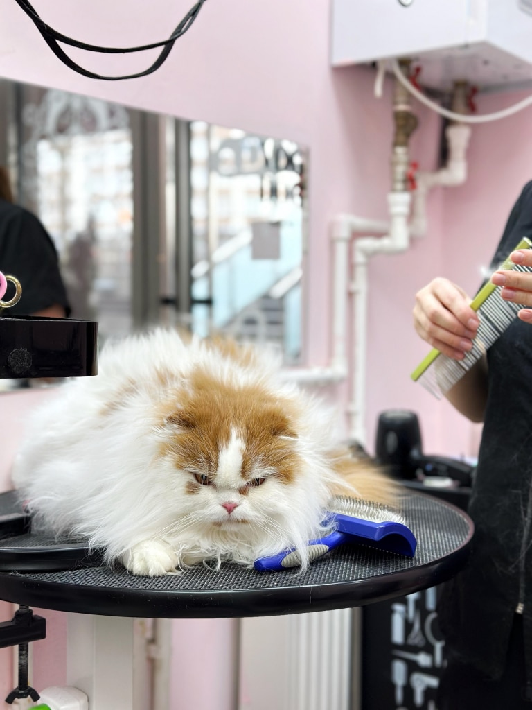 Грумер прибирає шерсть з жовтого гребінця, готуючись використати синій слікер