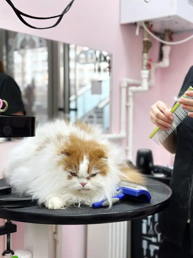 Грумер прибирає шерсть з жовтого гребінця, готуючись використати синій слікер