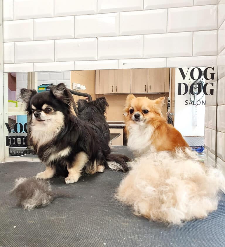 Перед дзеркалом стоять два чихуахуа з різною кількістю вичесаного підшерстя