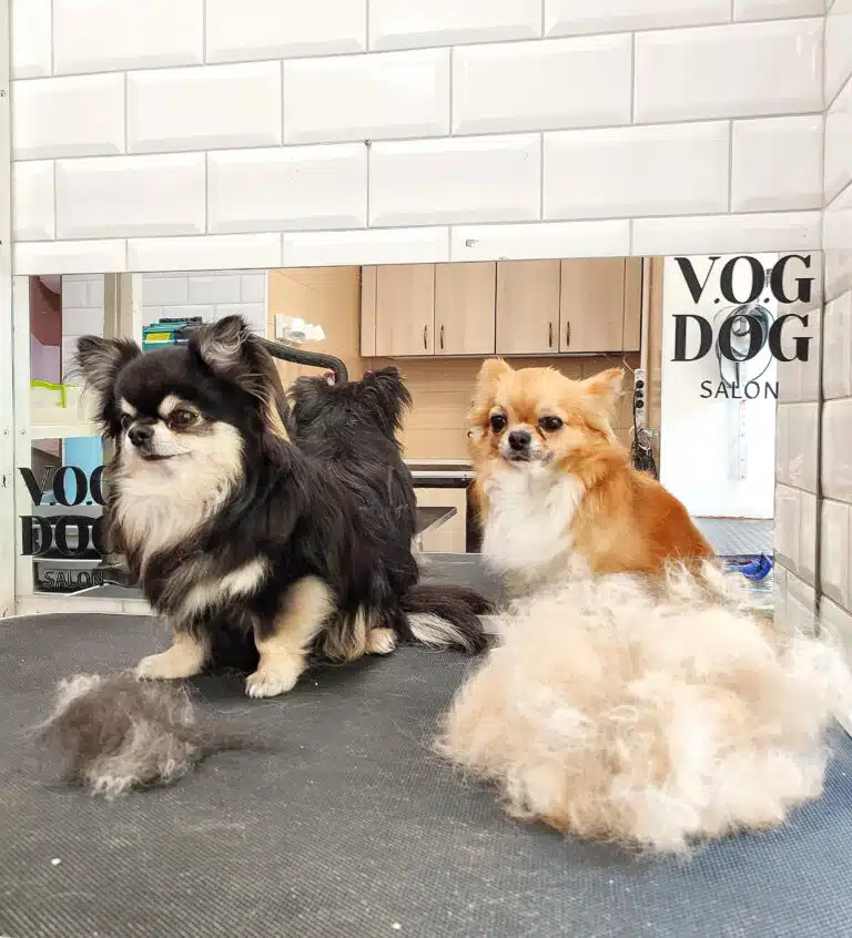 Перед дзеркалом стоять два чихуахуа з різною кількістю вичесаного підшерстя