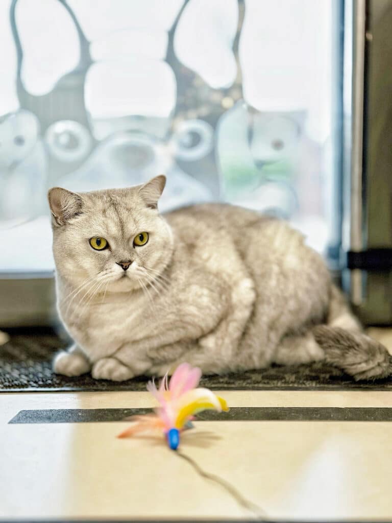 Шиншиловий кіт лежить на килимку при вході в салон перед іграшкою з пір'ям