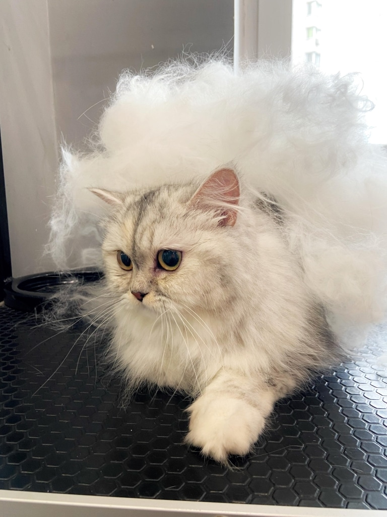 Шиншиловий кіт вкритий своїм білим вичесаним підшерстям на грумерському столі