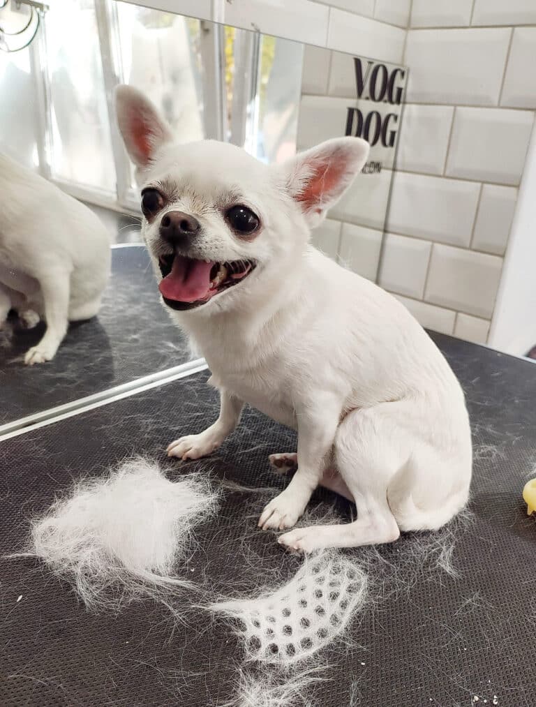 Після вичісування білого чихуахуа на столі залишилась купка підшерстя у формі силіконової щітки