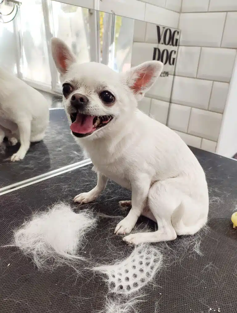 Після вичісування білого чихуахуа на столі залишилась купка підшерстя у формі силіконової щітки