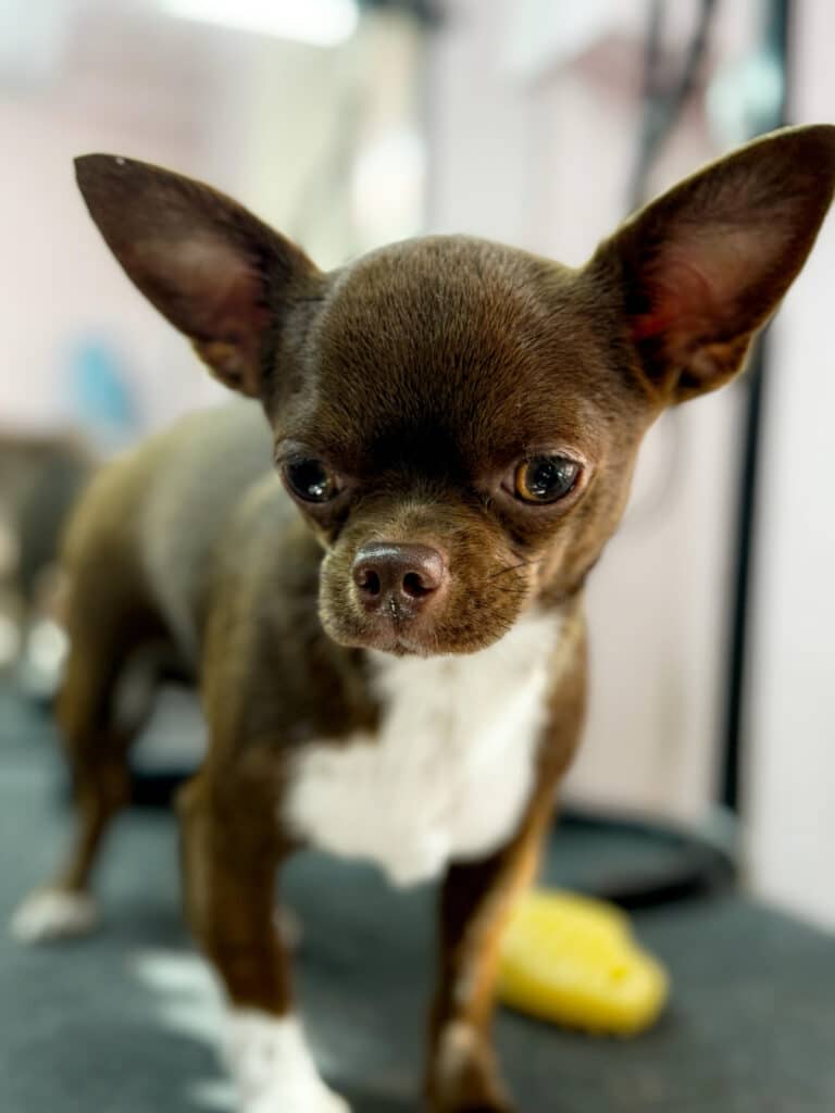 Коричневий чих з коричневими очима, біля ніг якого лежить жовта силіконова щітка