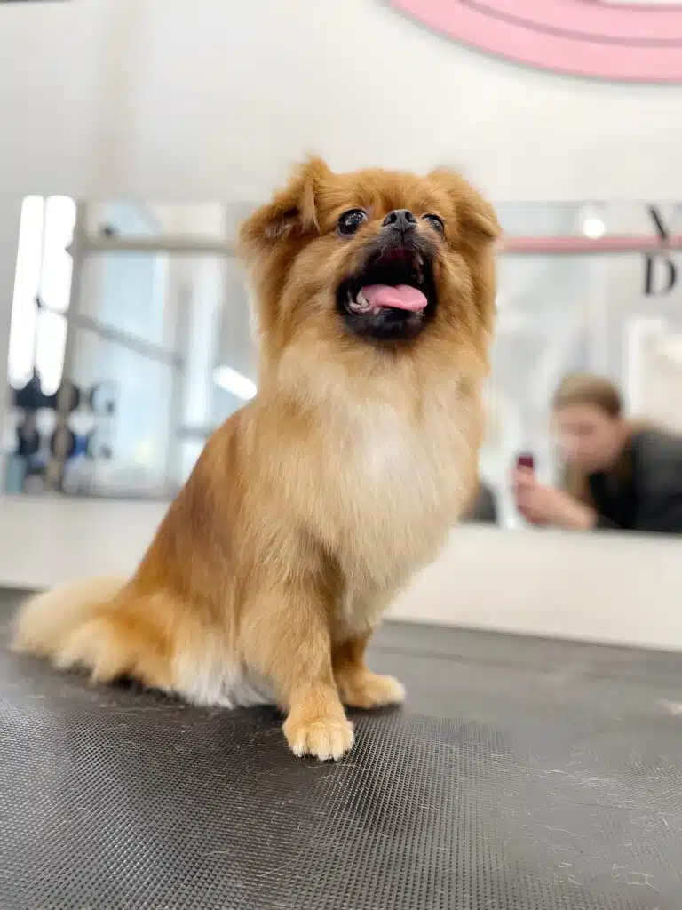 Чихуахуа з довгою шерстю знятий з-під низу, щоб було видно результат стрижки грудки